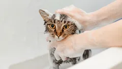 猫のお風呂がラクになるのは段取り次第：準備・4つの手順・乾かし方のコツ