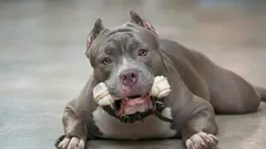 見た目は迫力満点だけど、実は優しい：その性格に驚かされる6つの犬種